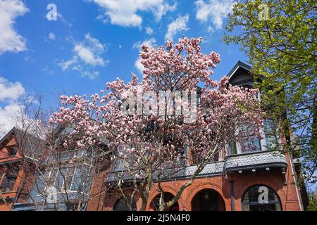 Frühlingsszene mit blühenden Magnolienbäumen Stockfoto