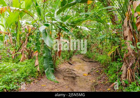 Wanderweg in El Yunque Stockfoto
