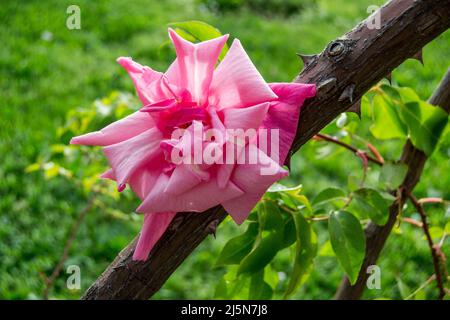 Rom, Italien. 24. April 2022. Ab dem 21. April (dem Weihnachtstag Roms) wurde der städtische Rosengarten von Rom wiedereröffnet, in dem rund 1200 Rosenarten aus aller Welt beheimatet sind. Der Rosengarten kann bis zum 12. Juni jeden Tag besucht werden, mit freiem und freiem Eintritt. (Bild: © Patrizia Cortellessa/Pacific Press via ZUMA Press Wire) Stockfoto