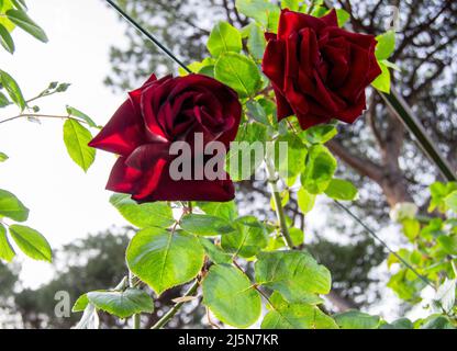 Rom, Italien. 24. April 2022. Ab dem 21. April (dem Weihnachtstag Roms) wurde der städtische Rosengarten von Rom wiedereröffnet, in dem rund 1200 Rosenarten aus aller Welt beheimatet sind. Der Rosengarten kann bis zum 12. Juni jeden Tag besucht werden, mit freiem und freiem Eintritt. (Bild: © Patrizia Cortellessa/Pacific Press via ZUMA Press Wire) Stockfoto