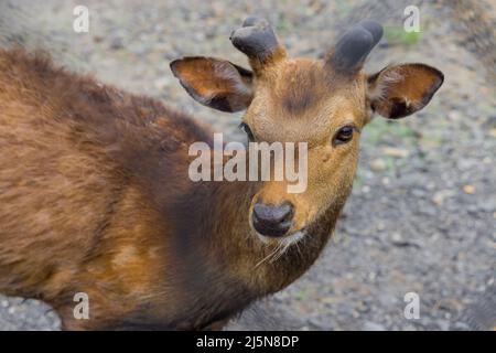 Porträt von Rehen oder Rehen, die auf dem Boden stehen. Nahaufnahme. Stockfoto