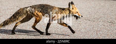 Skinny Red Fox läuft auf Bürgersteig mit einer Maus im Mund Stockfoto