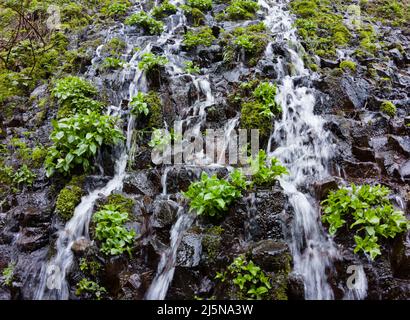 Das Wasser stürzt eine felsige Wand hinunter in den Multnomah Creek in Oregon. Dieses Wasser fließt durch einen Wald und über Wasserfälle in den Columbia River. Stockfoto