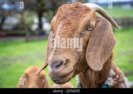 Nahaufnahme einer Ziege, die auf einer Familienfarm in Lancaster County, Pennsylvania, über einen Zaun schaut. (USA) Stockfoto