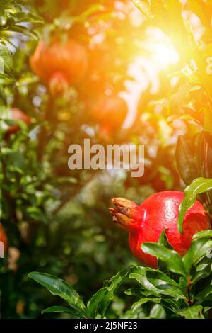 Rote Granatäpfel wachsen auf dem Granatapfelbaum. Frisches Obst im Obstgarten. Stockfoto