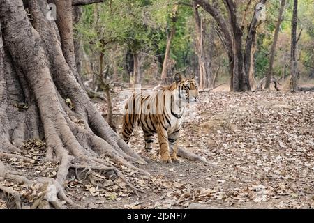 Ein wilder Tiger, der im Wald in Indien steht, Madhya Pradesh, Nahaufnahme Stockfoto