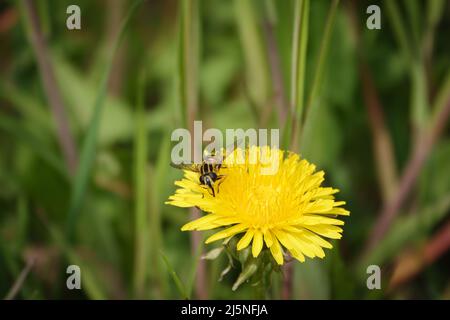 Ein Insekt sitzt auf einem gelben Butterbecher und sammelt Nektar Stockfoto