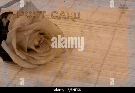 Postkarte im Vintage Grunge Stil mit Rose auf Bambus Stockfoto