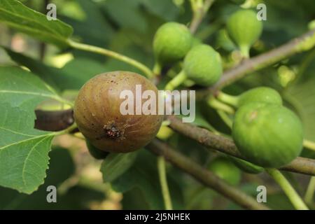 Frische Feigen, die auf reifen Feigen und grünen Feigen wachsen Stockfoto