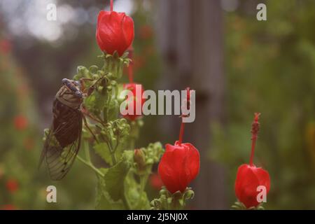 Cicada Insekt auf Türkenmütze Blume im Freien im Garten Stockfoto