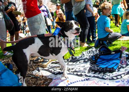 Reno, Usa. 24. April 2022. Ein Hund bellt, um die Aufmerksamkeit seiner Besitzer zu erregen. An einem Frühlingstag finden in einem öffentlichen Park Feierlichkeiten zum Erdtag statt. (Foto von Ty O'Neil/SOPA Images/Sipa USA) Quelle: SIPA USA/Alamy Live News Stockfoto