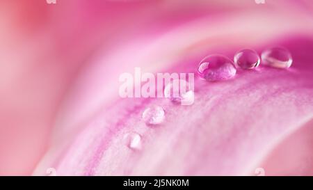 Schöne Wassertropfen auf rosa Blütenblättern der Magnolienblüte aus nächster Nähe. Makro-Foto von Tau Tropfen auf Blume. Stockfoto