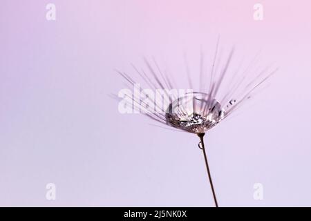 Tauwassertropfen auf dem Dandelionssamen, Makrofotografie. Flauschige Dandelionssamen mit schönem Regentropfen. Stockfoto