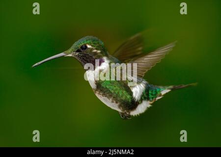 Kleiner Kolibri. Weißbauchiger Woodstar, Kolibri mit klarem grünen Hintergrund. Vogel aus dem Wald. Kolibri aus Kolumbien. Kolibri in der Natur Stockfoto