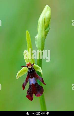 Fliegenorchidee, Ophrys insectifera, blühende europäische terrestrische Wildorchidee, Lebensraum Natur, Detail der Blüte, grüner klarer Hintergrund, Tschechische Republik. B Stockfoto