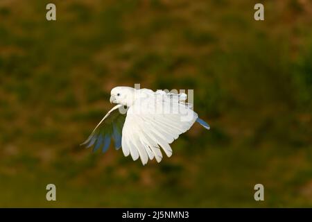 Fliegender weißer Papagei. Solomons Kakadu, Cacatua ducorpsii, fliegender weißer exotischer Papagei, Vogel in der Natur, Action-Szene aus der Wildnis, Australien. Stockfoto