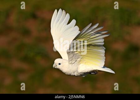 Solomons Kakadu, Cacatua ducorpsii, fliegender weißer exotischer Papagei, Vogel in der Natur, Action-Szene aus der Wildnis, Australien. Vogel im Flug. Weiß und Stockfoto