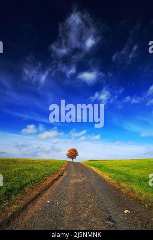 Einsamer Orangenkastanienbaum im Herbst. Baum auf der Wiese, mit dunkelblauem Himmel mit weißen Wolken. Straße zwischen grünen Wiesen. Nationalpark Ceske Stockfoto