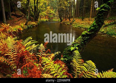 Herbstlandschaft mit orangefarbenen und gelben Blättern im Wasser, großer Felsen im Hintergrund, Fluss Kamenice, im tschechischen Nationalpark, Ceske Svycarsko - Boh Stockfoto