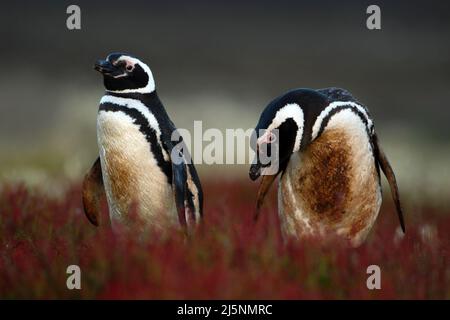 Zwei schmutzige Vögel im Erdloch eith rotes Gras, Magellanic Pinguin, Spheniscus magellanicus, Nistzeit, Tiere im natürlichen Lebensraum, Argentin Stockfoto