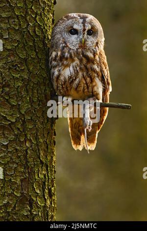 Waldkauz im Wald mit Maus im Talon. Braune Eule sitzt auf einem Baumstumpf im dunklen Waldlebensraum mit Fang. Schönes Tier mit Nahrung. Bi Stockfoto