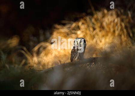 Kleiner Vogel, der auf dem Ast sitzt. Tier mit Weitwinkelobjektiv aufgenommen. Vogel in Naturlebensraum, Schweden, Borealkauz in der Natur. Seltene Eule mit großen gelben Augen. Stockfoto