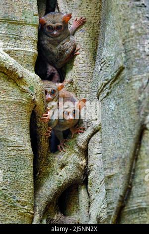 Die Familie Tarsier auf dem großen Baum. Spektraler Tarsier, Tarsius-Spektrum, verborgenes Porträt eines seltenen Nachttieres, in großem Ficusbaum, Tangkoko National P Stockfoto