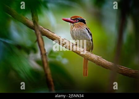 Seltene exotische Eisvögel aus Sulawesi, Indonesien. Fliederwabiger Eisfischer, Cittura cyanotis, sitzt auf dem Ast im grünen Tropenwald. Schöner Stockfoto