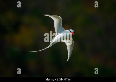 Fliegender Tropicbird mit grünem Waldhintergrund. Rotschnabel-Tropicbird, Phaethon aethereus, seltener Vogel aus der Karibik. Weißer Tropicbird mit offenem wi Stockfoto