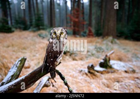 Borealkauz im Wald. Kleiner Vogel, der auf dem Ast sitzt. Tier mit Weitwinkelobjektiv aufgenommen. Vogel in Naturlebensraum, Schweden, Borealkauz in der Natur. Selten Stockfoto