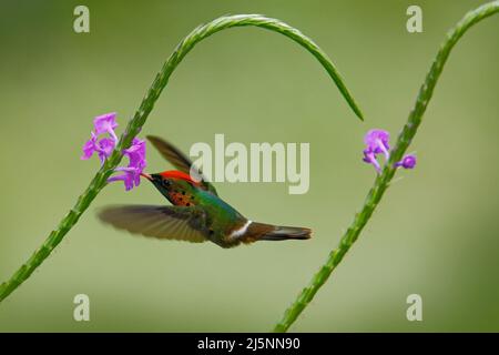 Kolibri getuftete Coquette, farbenfroher Vogel mit orangefarbenem Wappen und Kragen in grün-violettem Blütenhabitat, der neben einer wunderschönen rosa Blume fliegt, ACT Stockfoto