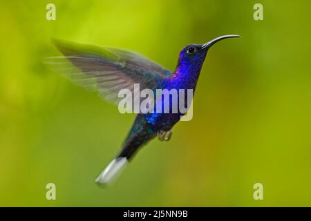 Fliegender großer blauer Kolibri Violet Sabrewing mit verschwommenem grünem Hintergrund. Kolibri im Flug. Fliegender Kolibri. Action Wildlife-Szene aus der Natur Stockfoto