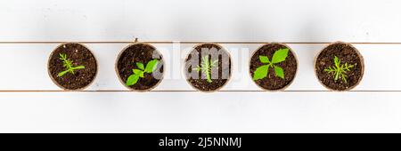 Vor kurzem transpontierte junge Dahlien- und Kosmosblüten-Sämlinge. Schneiden Blume Sämlinge Gartenarbeit Hintergrund. Draufsicht auf weißem Holzhintergrund. Stockfoto