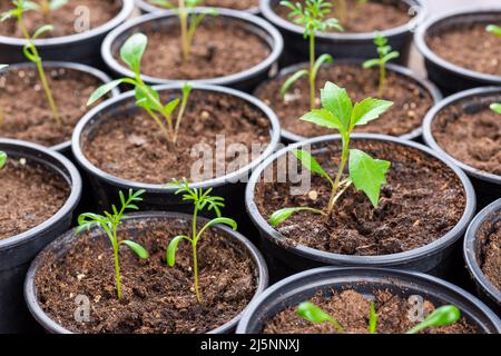 Vor kurzem transpontierte junge Blumensämlinge. Schneiden Blume Sämlinge Gartenarbeit Hintergrund. Nahaufnahme. Stockfoto