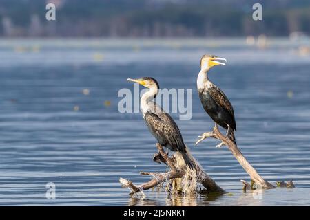 Ein Paar großer Kormorane, Phalocrocorax carbo, thront auf einem toten Baumzweig im Lake Naivasha, Kenia. Plastikfischernetz wird um die gewickelt Stockfoto