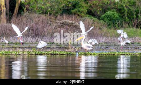 Ein großer weißer Pelikan, Pelecanus onocrotalus, steht am Rande des Lake Naivasha, Kenia. Eine Gruppe afrikanischer Löffler, Platalea alba, sind im Flug Stockfoto