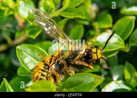 Wespe auf dem grünen Blatt in der Natur.Insekt Stockfoto