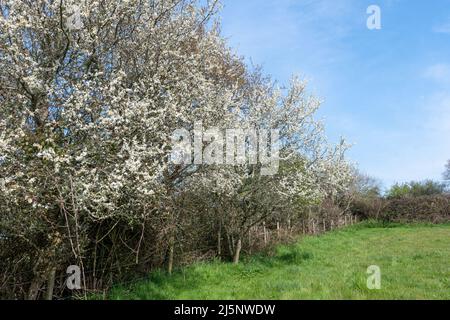 Dornhecke blüht im April, Dorset, England, Großbritannien. Blühende Prunus spinosa. Stockfoto