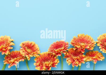 Leuchtend orange Gerberas auf hellblauem Hintergrund. Muttertag, Valentinstag, Geburtstagskonzept. Draufsicht, Platz für Text kopieren Stockfoto