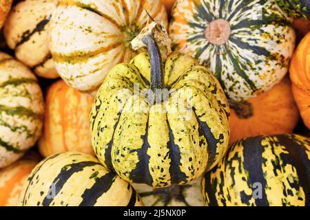 Gelb und schwarz gestreifter Karneval zerquetscht sich auf einen Haufen von Kürbissen Stockfoto