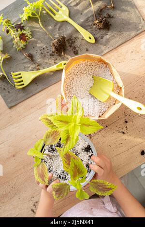 Hände, die sich um die Zimmerpflanze kümmern, Draufsicht auf Tisch, Sämlinge und Gartengeräte auf Serviette. Pflanzen der Coleus-Pflanze in Boden gemischt mit Perlit. Hobby Stockfoto