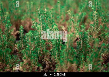 Junge Tannen dicht auf Plantagen gepflanzt. Grüne kleine Pinien mit frischen Trieben im Frühling oder Sommer. Dichte Dickichte von verkümmerten Kiefern mit dir Stockfoto