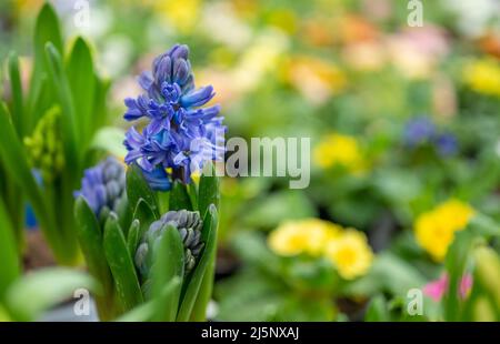 Blaue Hyazinthe, Hyacinthus orientalis. Großer Hyazinthen-Blütenstand auf verschwommenem Hintergrund von Grün und anderen Blumen Stockfoto