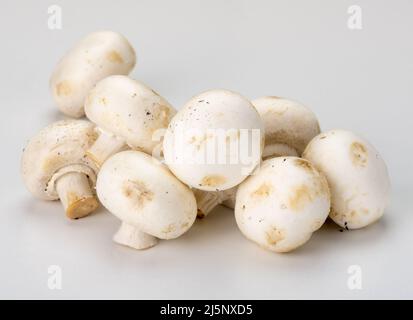 Frische Champignons isoliert auf grauem Hintergrund. Seitenansicht. Champignon-Pilze aus der Nähe. Ungekochte Champignon Stockfoto