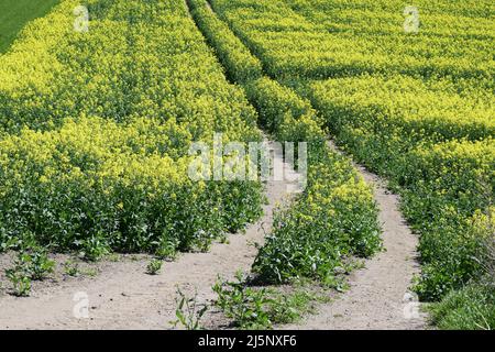 Führt durch das gelb blühende Feld Stockfoto