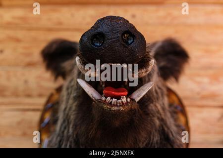 Jagdtrophäe. Schreckliches unheimliches Monster mit gruseligem Lächeln, schiefen Zähnen und blutroter Zunge. Wildschweinkopf mit offenem Mund und Reißzähne aus der Nähe, Schnauze Stockfoto