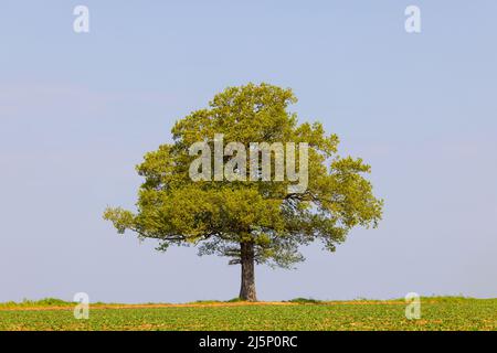 Einsamer, isolierter Eichenbaum am Horizont in einem Feld, mit einem schlichten blauen Himmel Hintergrund. VEREINIGTES KÖNIGREICH Stockfoto
