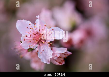 Im Frühling blühen rosa Pfirsichblüten Stockfoto