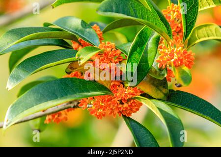 Schöne Osmanthus blühen auf dem Osmanthus-Baum Stockfoto