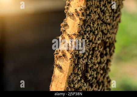 Nahaufnahme von Bienen auf Bienenwaben. Bienen sammeln sich auf Bienenstock. Selektiver Fokus. Stockfoto